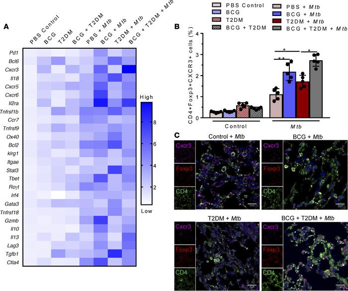 BCG vaccination–induced infiltration of CXCR3+ Tregs in the lungs of Mtb...