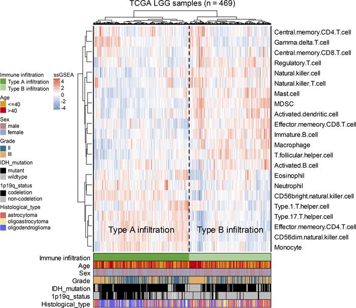 The immune infiltration landscape of LGGs.
Unsupervised clustering of 46...