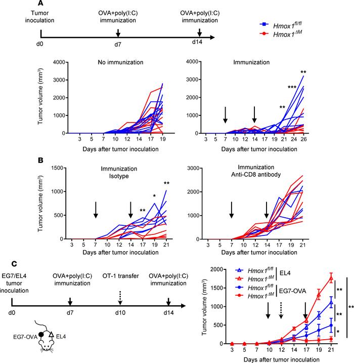 Myeloid HO-1 promotes tumor growth by an immunosuppressive mechanism.
EG...