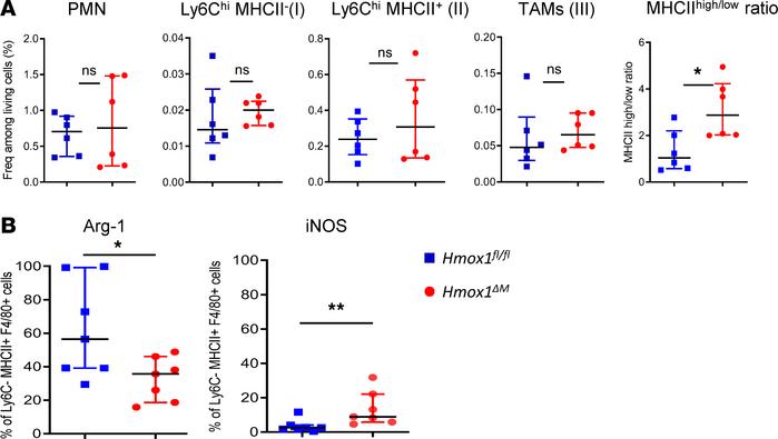 HO-1 affects TAM differentiation.
EG7-OVA tumor cells were inoculated in...