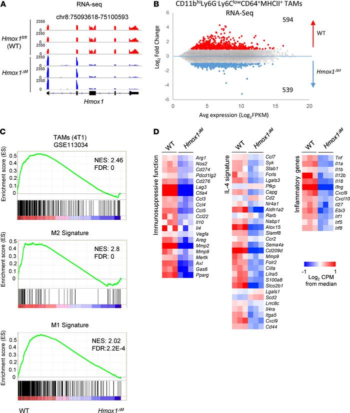 HO-1 drives the transcriptional program of TAMs.
(A) Integrative Genomic...