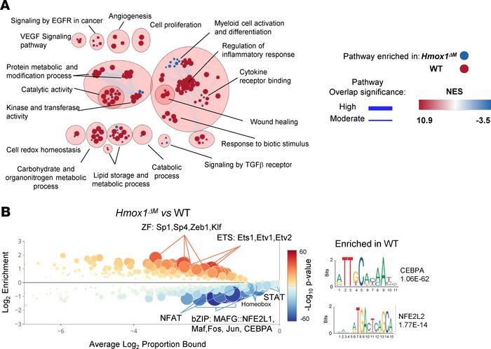 Pathways and motifs associated with differentially accessible regions.
(...