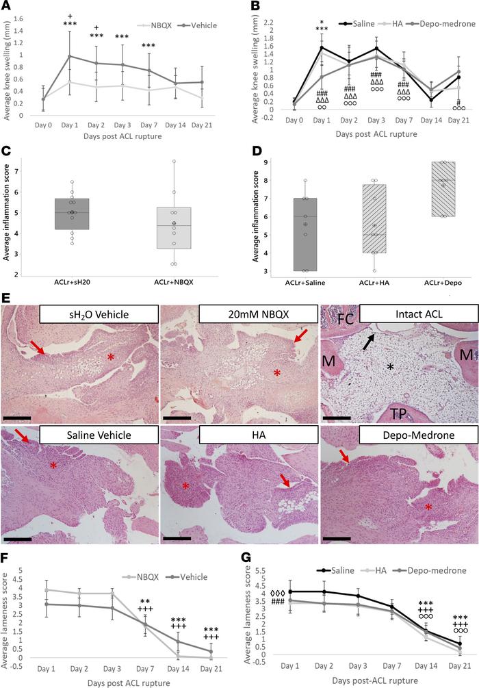 Knee swelling, histological inflammation, and pain behavior in ACLr mice...