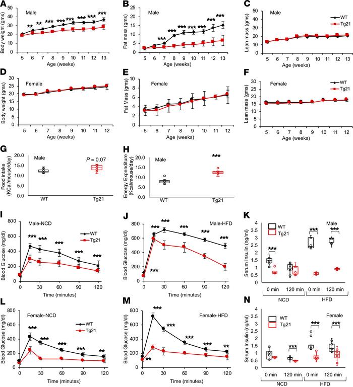 During DIO, Tg21 mice show reduced weight gain/fat mass accumulation and...