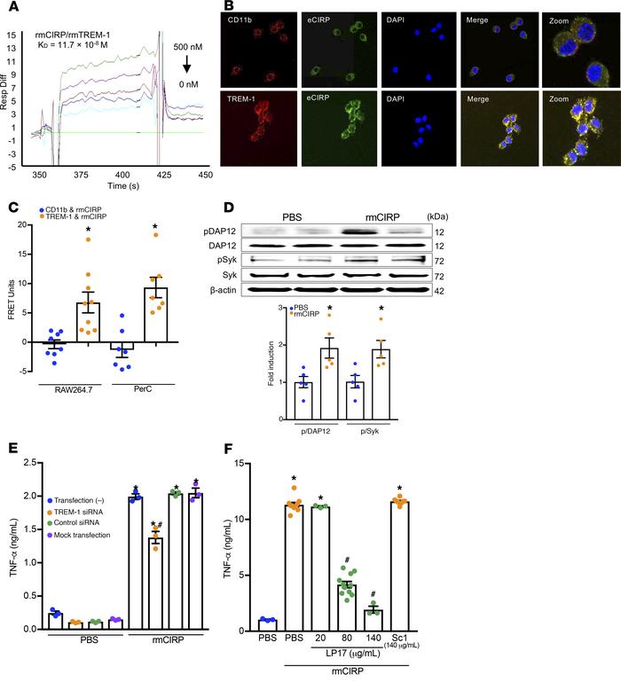 eCIRP binds TREM-1 to promote inflammation.
(A) SPR between rmCIRP and r...