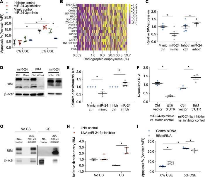 miR-24-3p inhibits apoptosis through BIM.
(A) Percentage apoptotic cells...