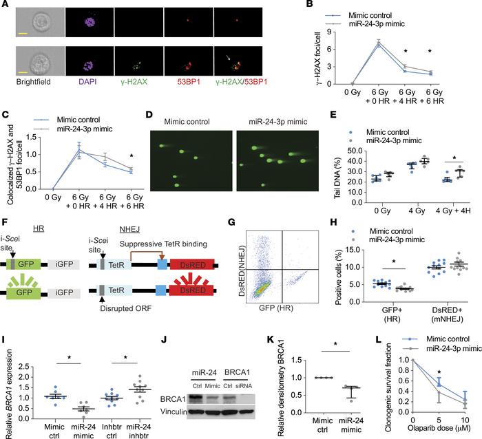 miR-24-3p inhibits HR and BRCA1.
(A) Imaging flow cytometry of cells exp...