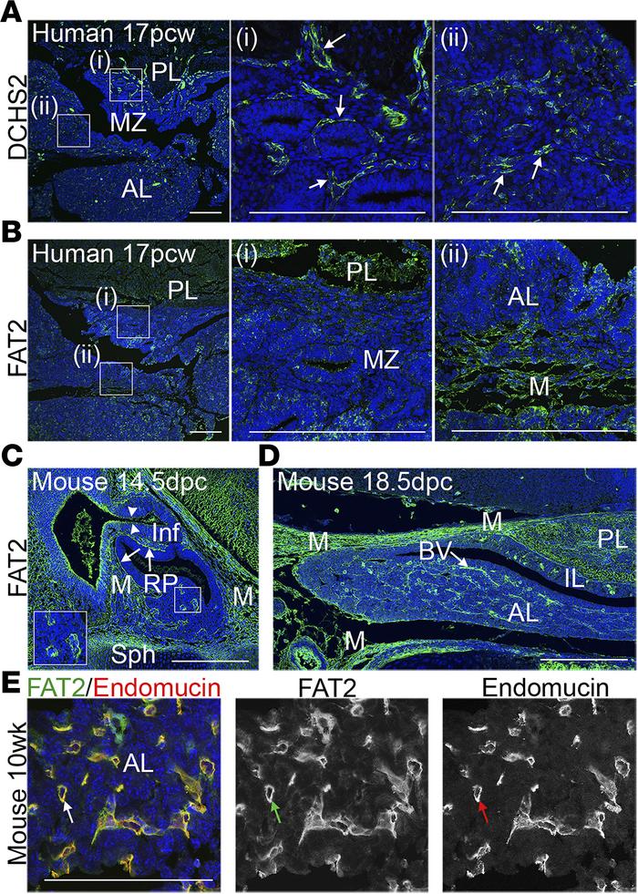 DCHS2 and FAT2 expression in the developing pituitary.
(A and B) Immunof...