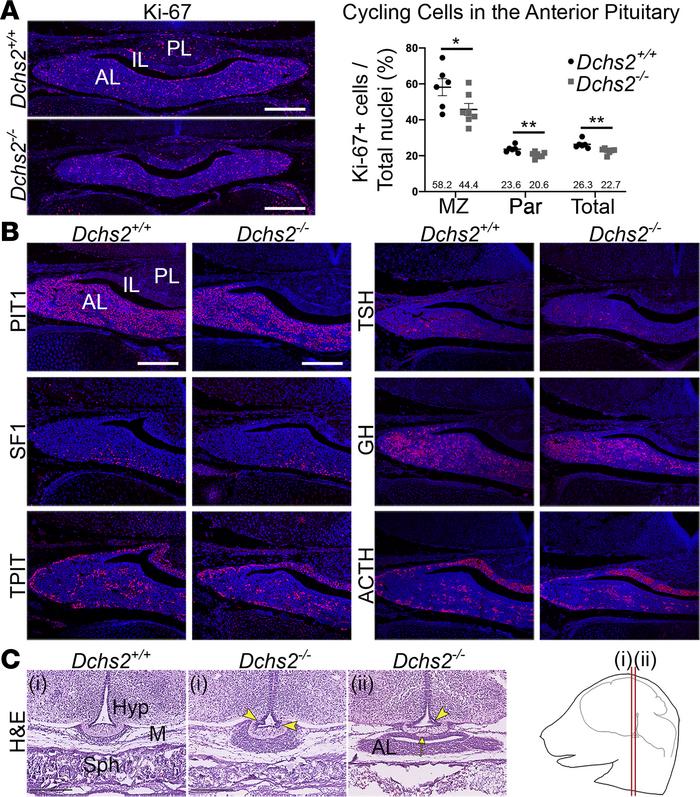 DCHS2 is required for normal murine pituitary development.
(A) Immunoflu...