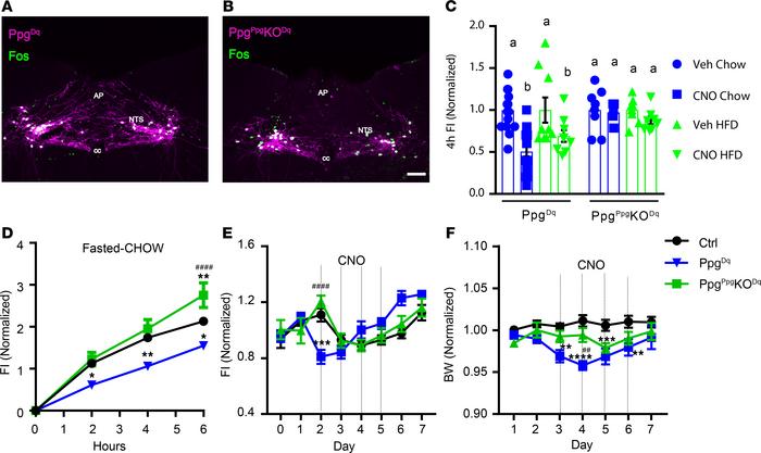 GLP1NTS neurons require Ppg to mediate the suppression of food intake.
R...