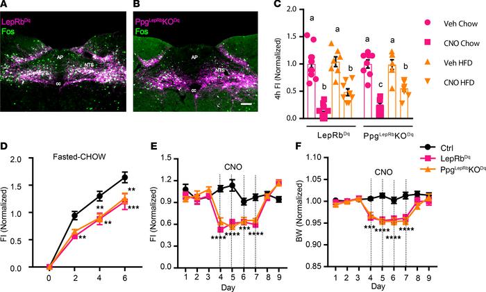 NTS Ppg is not required for the suppression of food intake by LepRbNTS n...