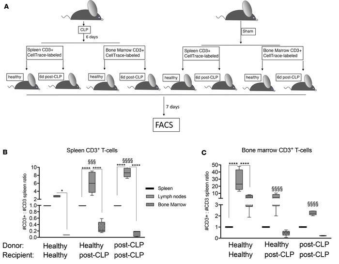 The capacity of T cell homing toward the BM niche is decreased in sepsis...