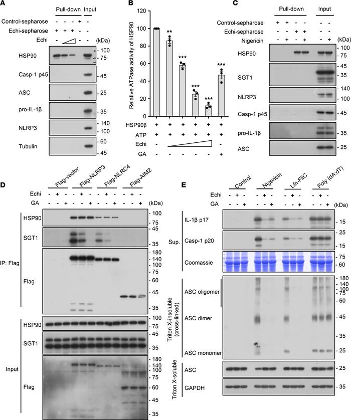 Echinatin binds to HSP90 and inhibits its ATPase activity.
(A) Cell lysa...