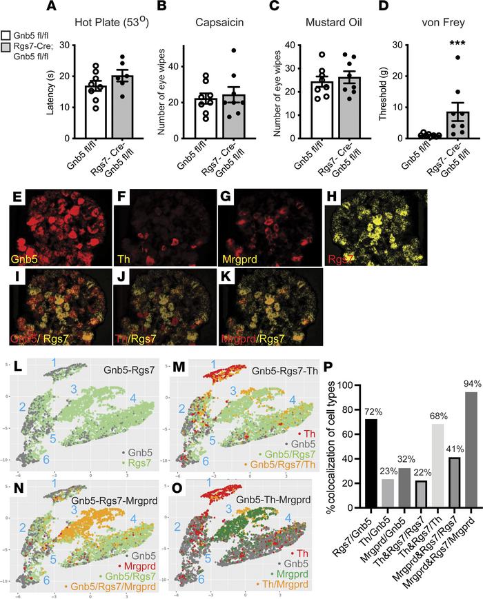 Knockout of Gnb5 from Rgs7+ neurons specifically impairs mechanical noci...