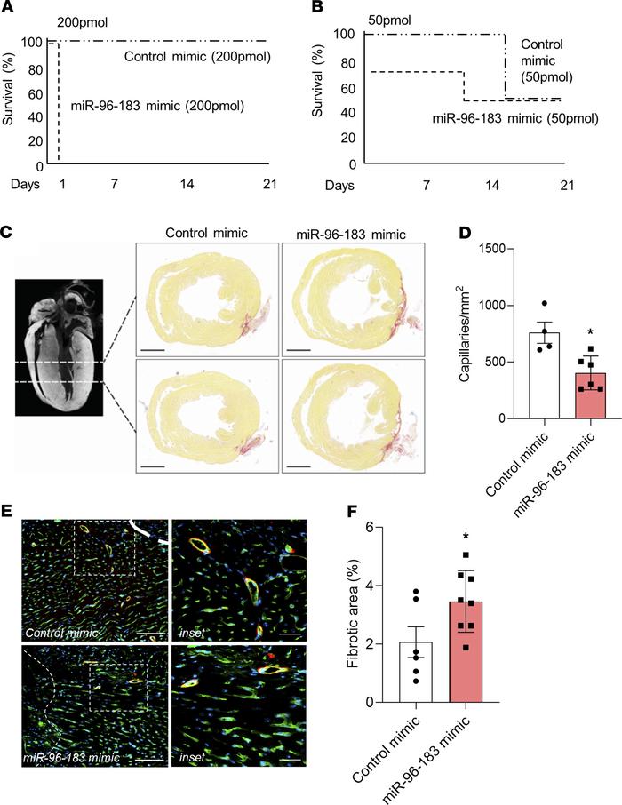Mimic-mediated overexpression of miR-96 and miR-183 prevents scar tissue...