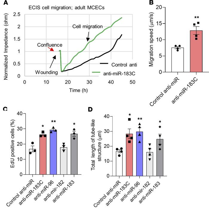 Inhibition of the miR-183 cluster improves the angiogenic potential of a...