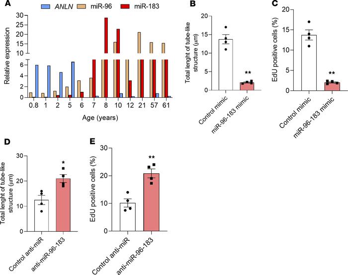 Effect of miR-183 cluster manipulation on HCECs.
(A) Real-time qPCR show...