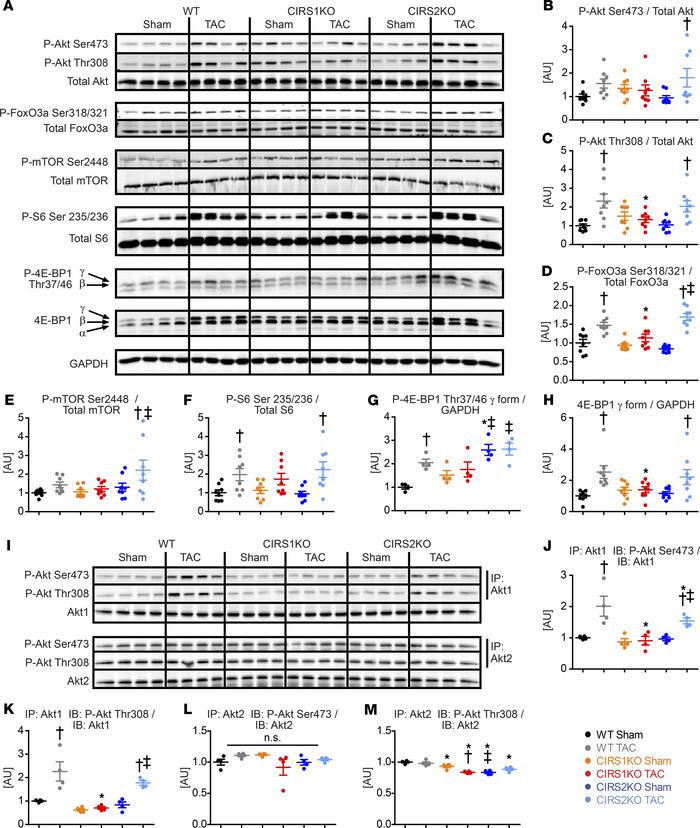 Deletion of IRS1 prevents hyperactivation of Akt1/mTOR signaling in resp...
