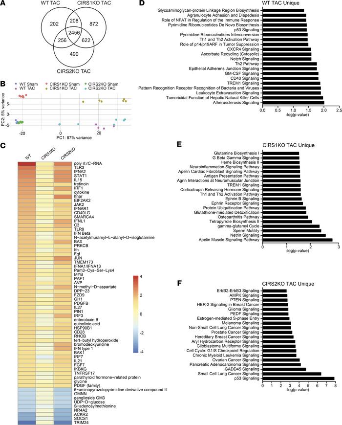 Gene expression 3 days after TAC as determined by RNA sequencing.
(A) Ve...