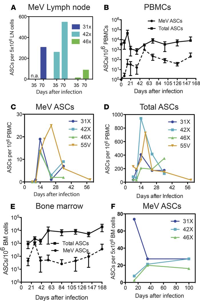 Prolonged production of antibody-secreting cells.
Numbers of measles vir...