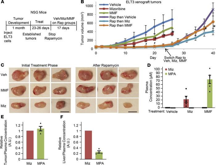 Mizoribine is superior to mycophenolate in TSC2-deficient ELT3 xenograft...