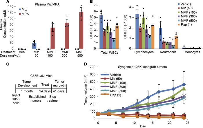 Mizoribine is superior to the maximum tolerated dose of MMF in an immuno...