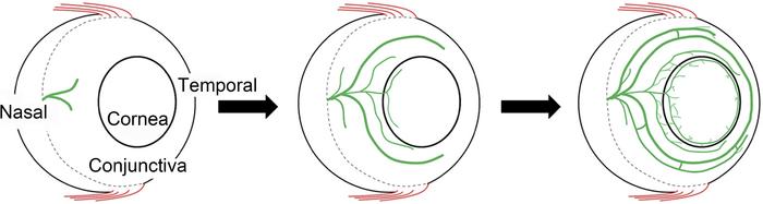 A simplified diagram illustrating the development and distribution of th...