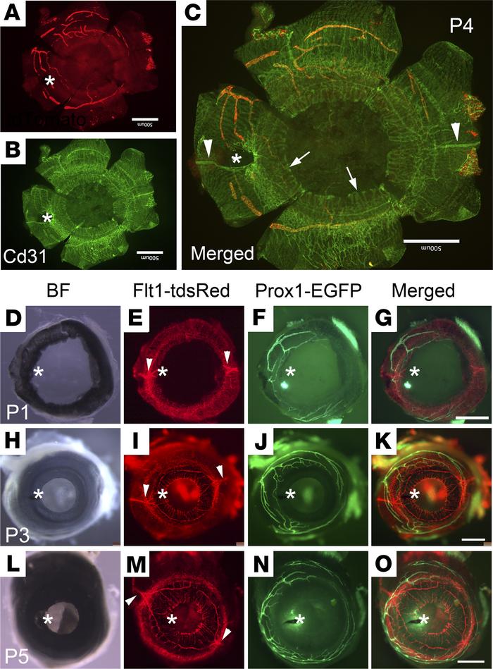 Postnatal development of blood and lymphatic vessels in the anterior eye...