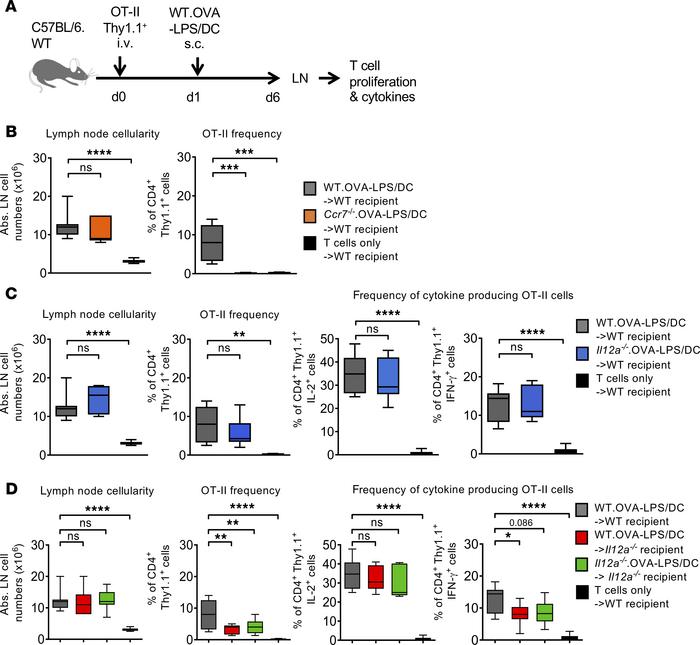 Efficient DC vaccination IL-12p70 production by endogenous DCs rather th...