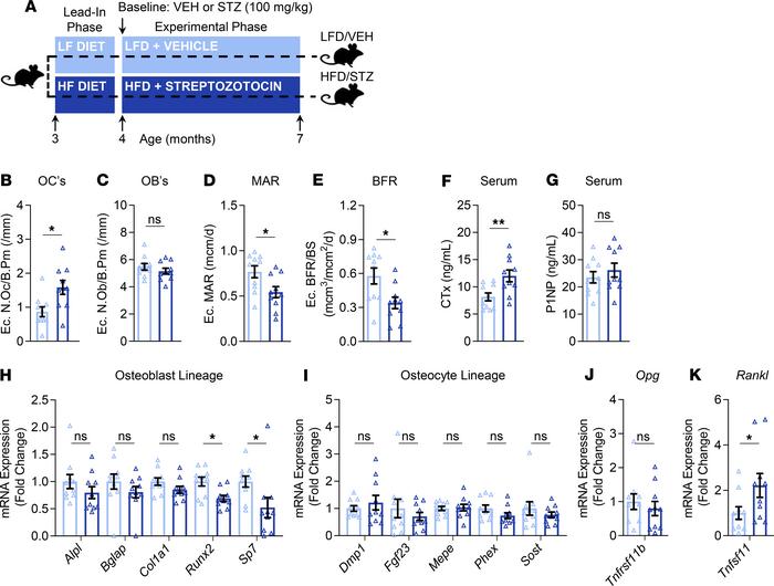 Effects of T2D on skeletal histomorphometry parameters, bone turnover ma...