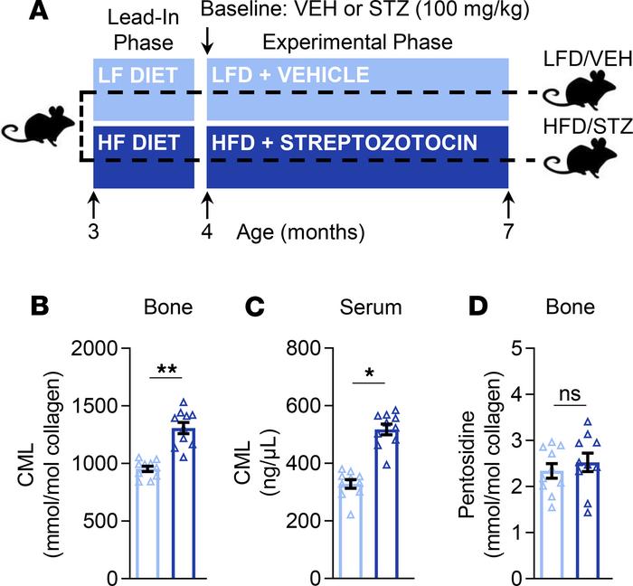 Effects of T2D on AGEs.
(A) Schematic of the study design depicting male...