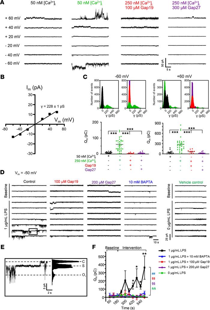 Voltage-, [Ca2+]i-, and LPS-dependent activation of Cx43 hemichannels in...