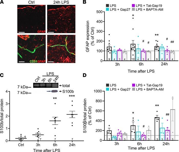 LPS triggers astrogliosis that is inhibited by Tat-Gap19 and BAPTA-AM.
(...