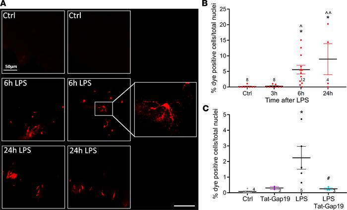 LPS triggers EtBr dye uptake that is inhibited by cortically applied Tat...