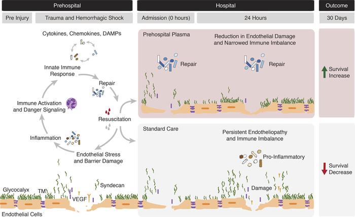 Illustration depicting the dynamic immune and endothelial responses to t...