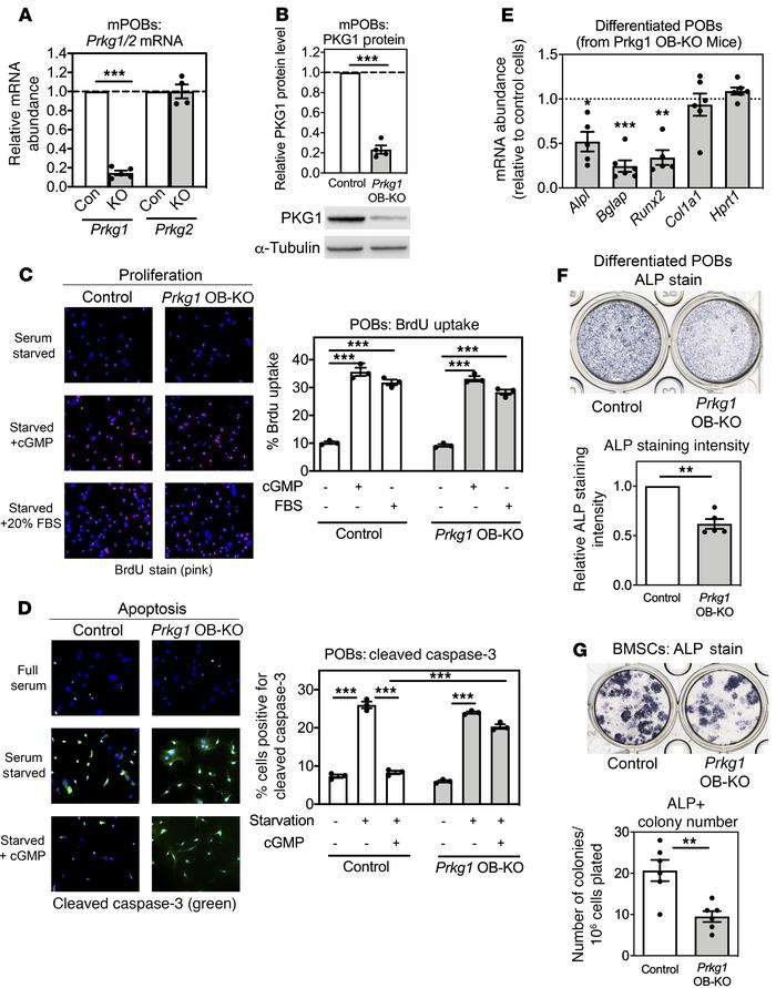 Normal proliferation but altered apoptosis and gene expression of Prkg1-...