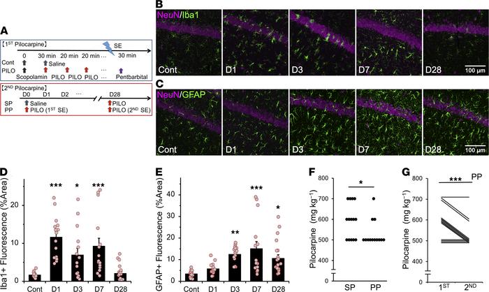 Astrogliosis is observed after microglial activation after SE.
(A) As sh...