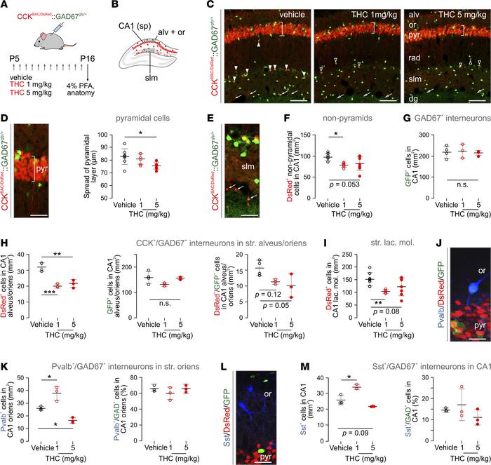 THC exposure during P5–P16 induces neurochemical deficits in CA1 hippoca...