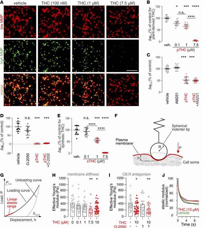 THC disrupts the mitochondrial membrane potential and changes biophysica...