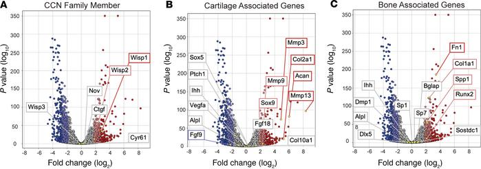Bulk total RNA sequencing identifies Wisp1 enrichment in posttraumatic h...