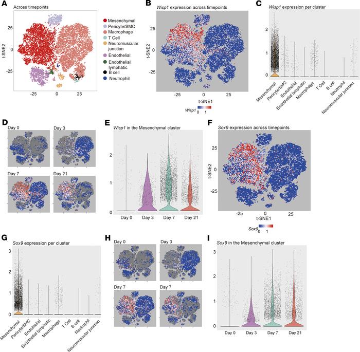Single-cell RNA sequencing identifies Wisp1 enrichment in Sox9-expressin...