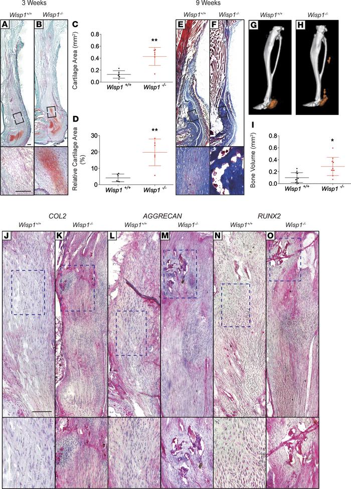 Transgenic Wisp1-knockout mice demonstrated increased posttraumatic hete...