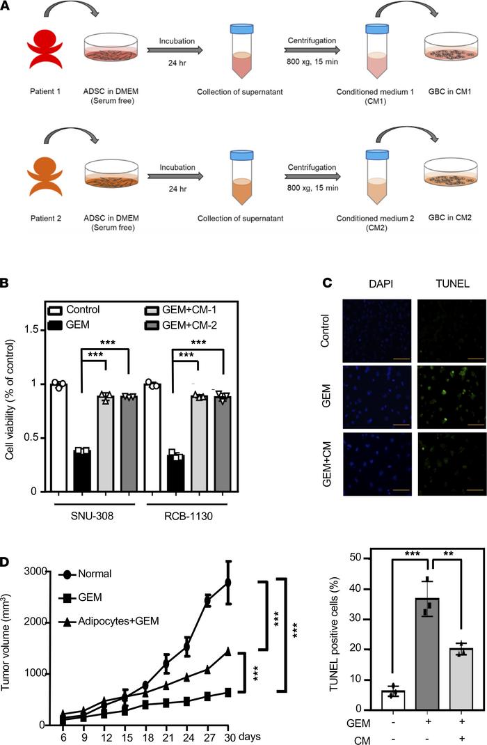 Adipocyte-conditioned medium benefits resistance of gallbladder cancer c...