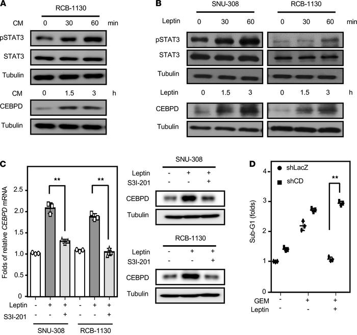 STAT3 mediates leptin-induced gallbladder cancer cell survival through C...