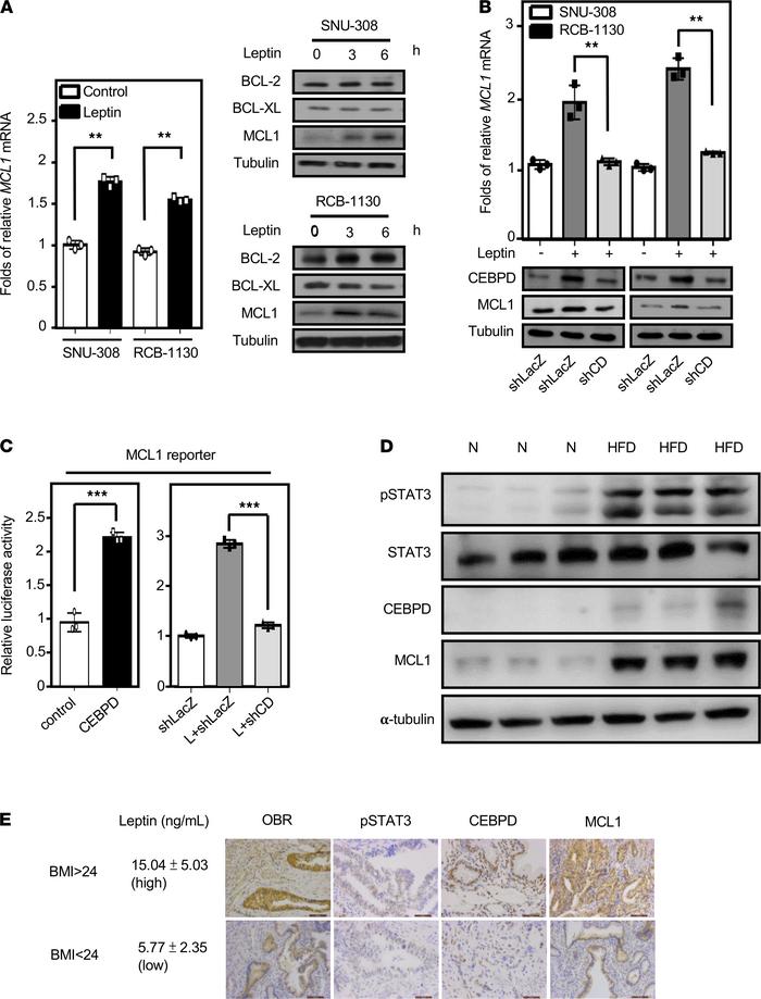 CEBPD activates MCL1 gene transcription in response to leptin and is inv...