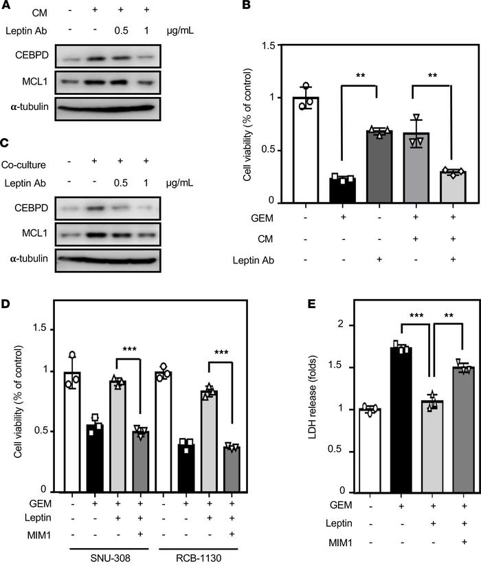 Inhibition of the CEBPD/MCL1 axis enhances gemcitabine-induced apoptosis...