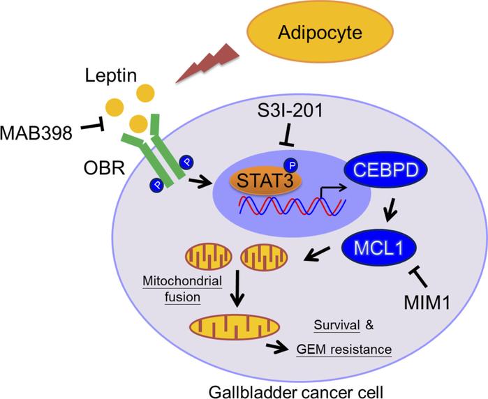 Involvement of the pSTAT3/CEBPD/MCL1 axis in leptin-induced mitochondria...