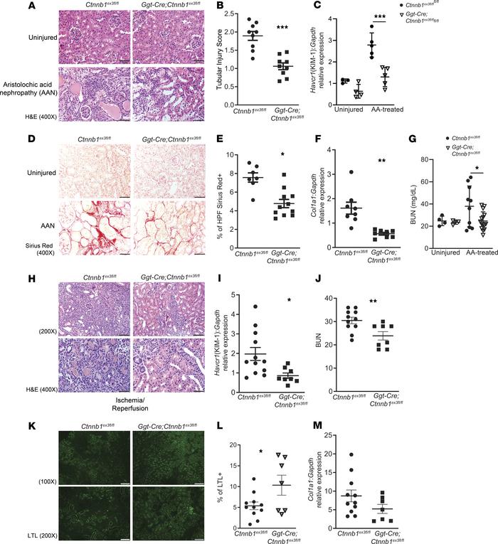 Increased β-catenin signaling in proximal tubules protects against AKI t...
