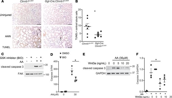 Increased β-catenin signaling protects against apoptosis in vivo and in ...