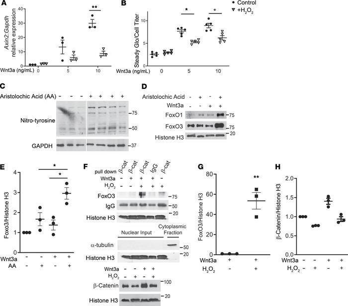 Oxidative stress reduces β-catenin/LEF/TCF-dependent signaling and augme...
